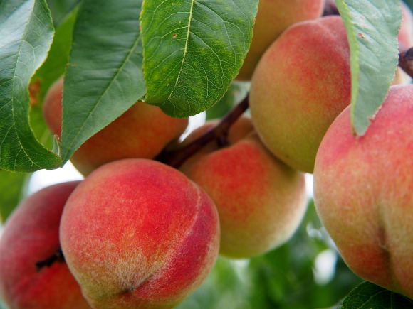 Food forest orchard